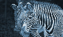 Blickfang: Eine Gruppe Zebras